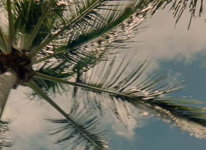Vintage film captures a dreamy low-angle shot looking up a tall palm tree as its fronds sway against a cloudy sky