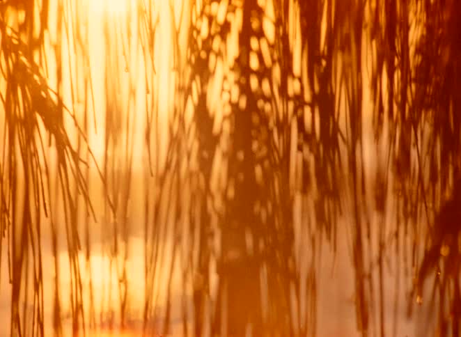 An abstract, dreamy close-up shot of silhouetted palm fronds glowing in the warm light of a golden sunset