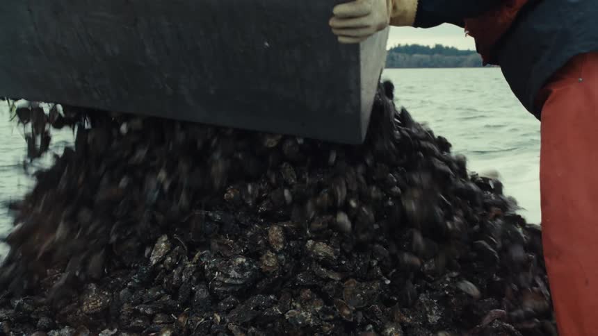 Slow motion of a fisherman dumping a large container of freshly harvested oysters onto a pile on a boat