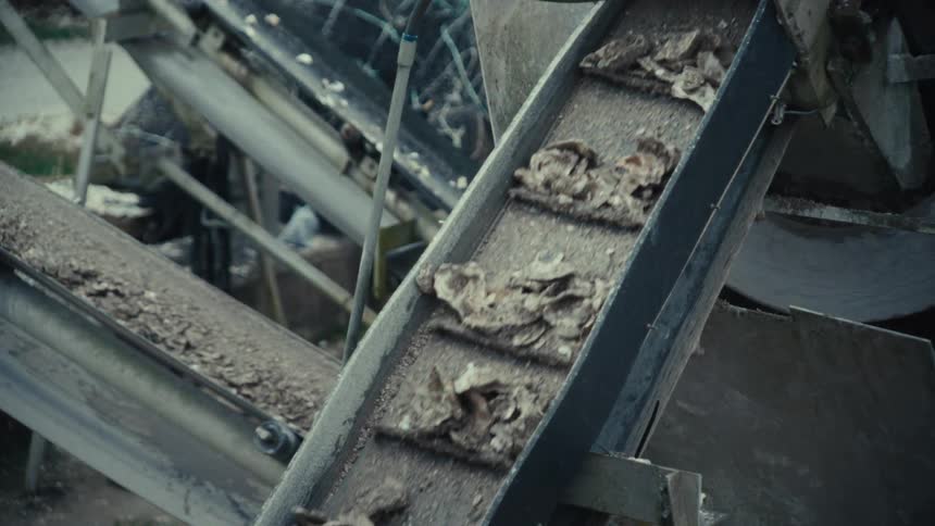 A close-up shot shows oysters being transported up a conveyor belt at a seafood processing facility