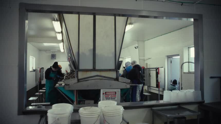A wide shot through a window of workers in a factory sorting and processing food along an assembly line