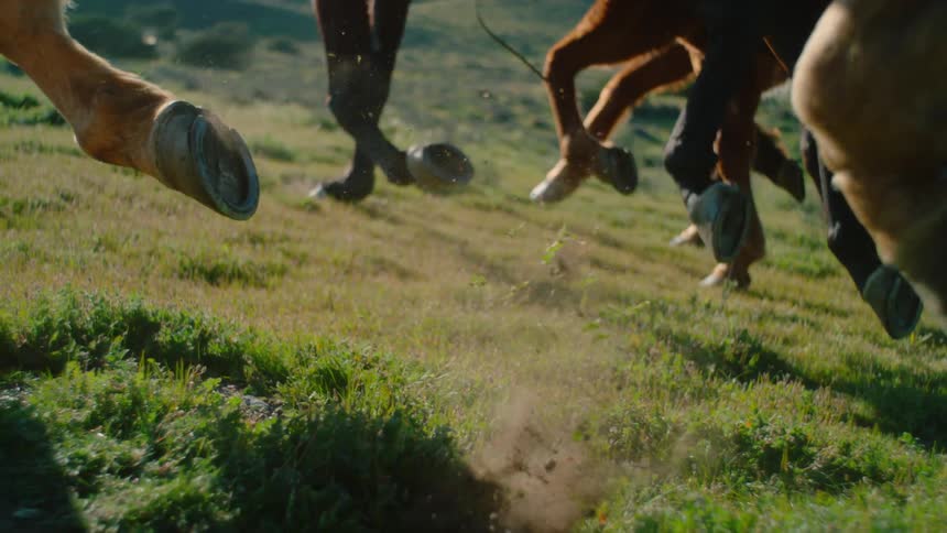 Horses walk across a grassy meadow