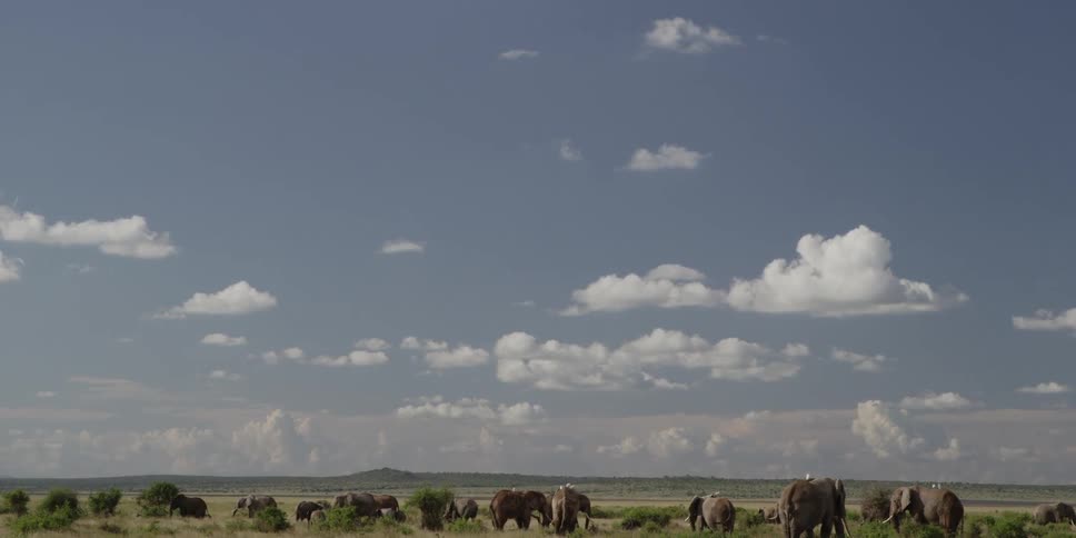Herd of elephants standing in a field