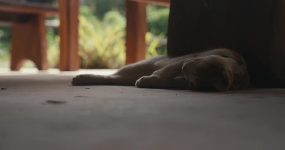A cute light-colored cat peacefully sleeps on the cool concrete floor in the shade
