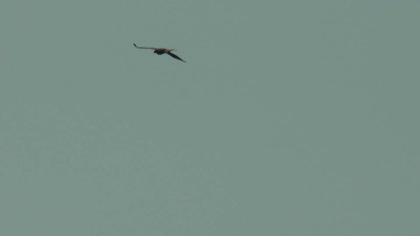A large bird of prey glides majestically in slow motion against an empty sky