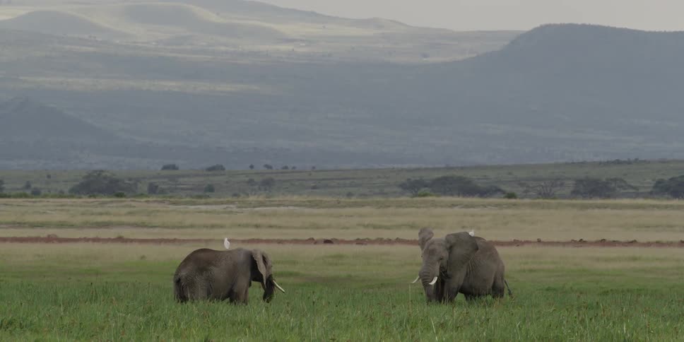 Elephants grazing in the savanna