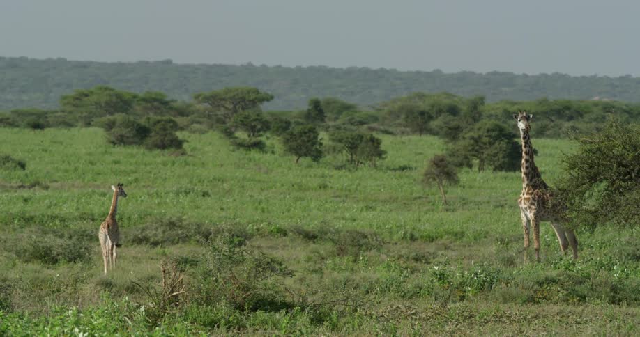 A baby and parent giraffe stand in an open area