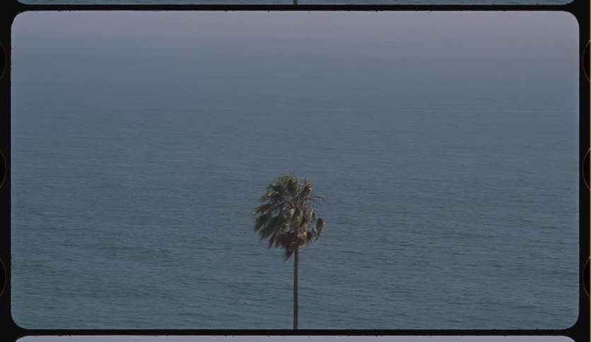 Vintage film footage captures a lone palm tree swaying gently against the expansive, calm ocean