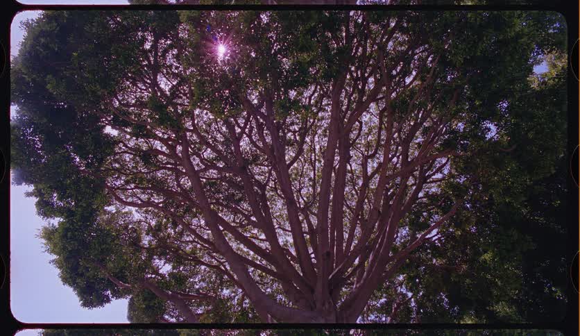 A low-angle vintage film shot looks up through the branches of a large, sprawling tree as the sun peeks through the leaves