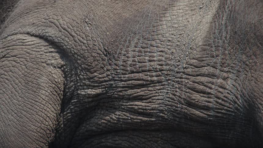 Extreme close-up of the rough, wrinkled grey skin of an elephant, showing the detailed texture and patterns
