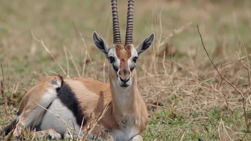 An elegant Thomson's gazelle with prominent horns rests calmly in the tall grass of the savanna, looking directly into the camera