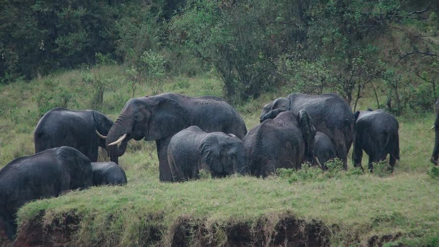 A family herd of African elephants stands together on a grassy hillside during a rainstorm in the savanna