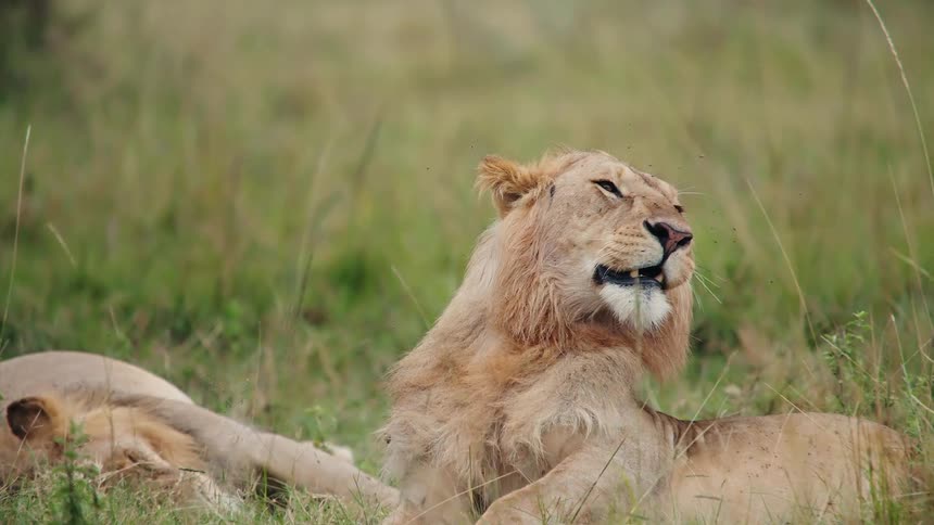 A sleepy lion yawns and playfully rolls over in the tall grass in super slow motion