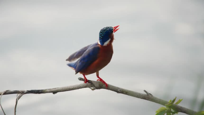 A vibrant Malachite Kingfisher perches on a branch above the water, spreads its wings, and takes flight in beautiful slow motion