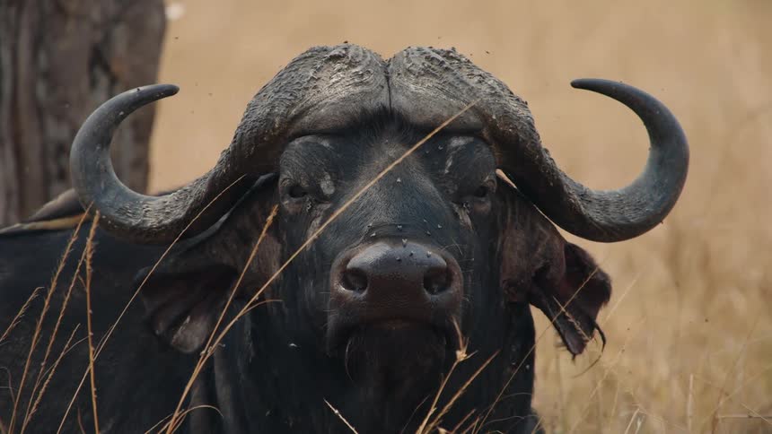 An intense close-up of a large African Cape Buffalo chewing and staring directly at the camera while flies swarm around its head