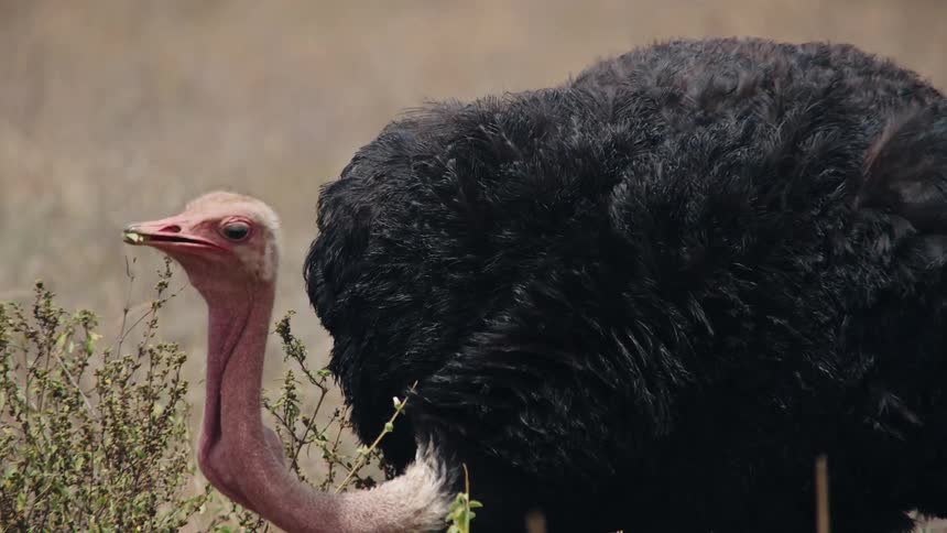 A majestic male ostrich with black plumage forages for food in the grassy plains of the savanna