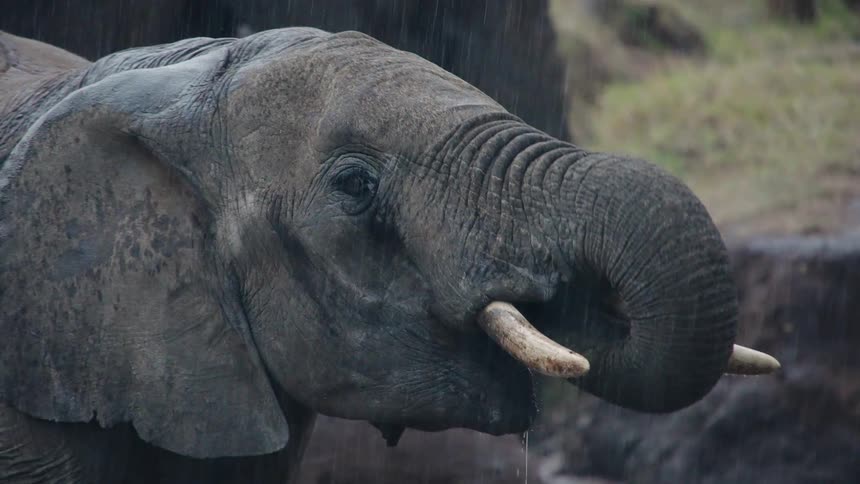 A slow-motion close-up of a majestic elephant drinking water with its trunk during a heavy downpour