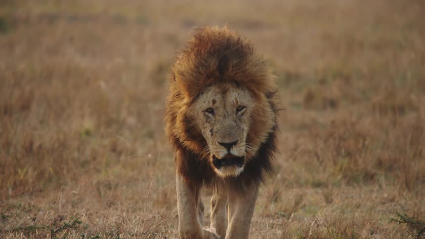 A powerful male lion with a magnificent mane stalks directly toward the camera in slow motion across the African savanna at sunrise
