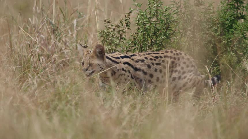 A beautiful serval cat stalks its prey while walking through the tall grass of the African savanna