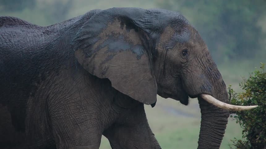 A majestic African elephant with large tusks stands in a downpour and eats leaves from a bush in slow motion