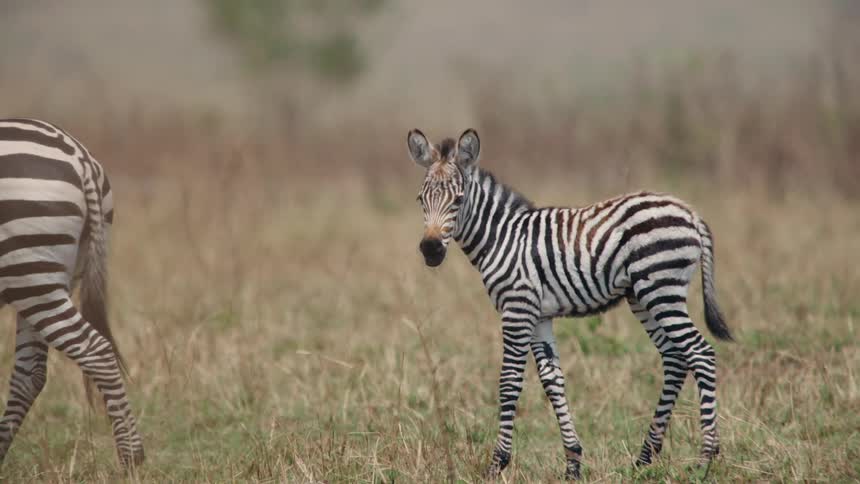 A newborn zebra foal follows its mother closely through the grassy savanna in slow motion