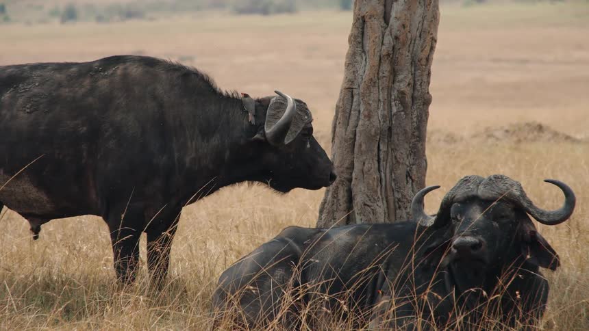 An oxpecker bird flies in slow motion around two African buffalos resting in the dry grass of the savanna