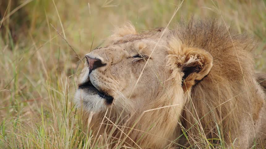 A sleepy male lion lifts its head to catch a scent while resting in the tall grass of the savanna