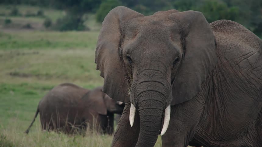 A majestic African elephant with large tusks eats grass and looks into the camera in slow motion