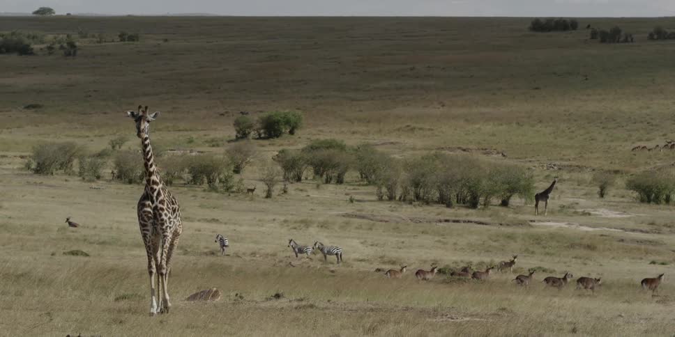 A giraffe walks away from a herd of animals