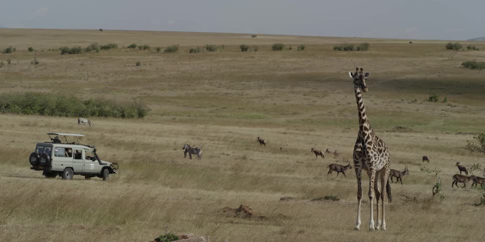 Safari jeep parked watching many different savanna animals