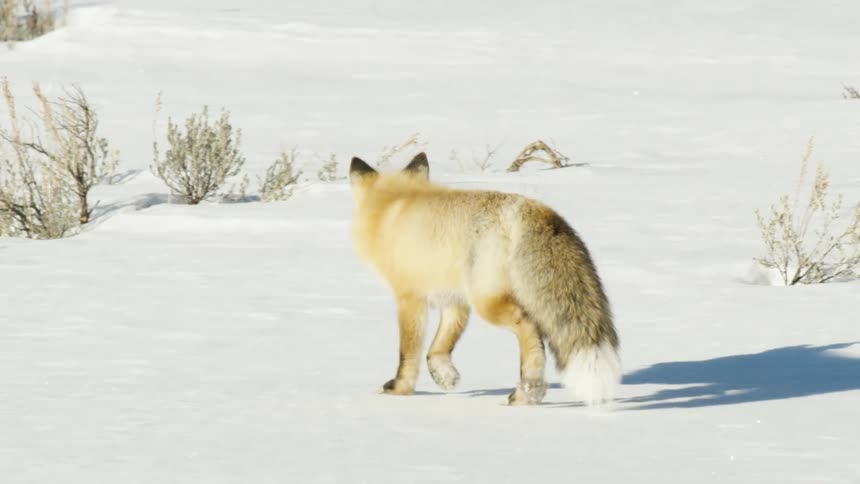 A stunning red fox gracefully walks away through a pristine, snow-covered landscape in beautiful slow motion