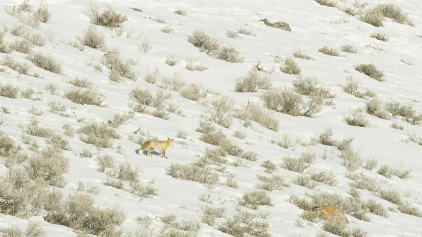 A solitary red fox carefully walks across a vast, snow-covered hillside dotted with sagebrush during the daytime