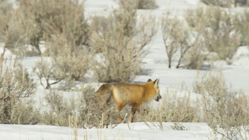 A red fox carefully walks through the snowy sagebrush on a bright winter day