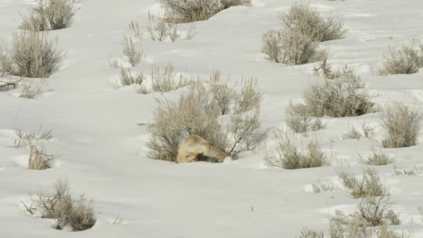 A red fox stalks and pounces on prey hidden beneath the snow in a dramatic slow-motion sequence