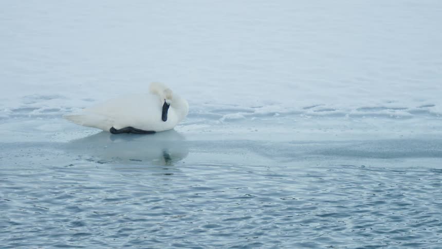 A majestic white swan rests on the edge of a frozen, snow-covered river on a cold winter day