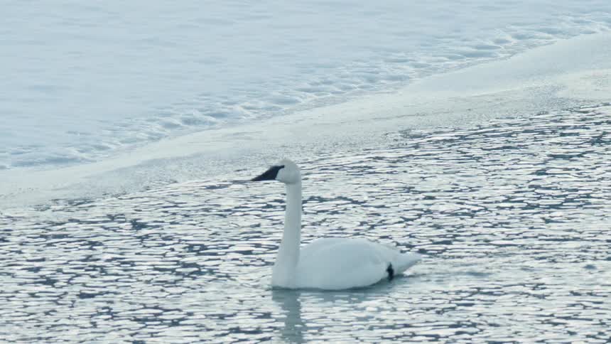 A single white trumpeter swan swims gracefully along the edge of an ice shelf in the chilly winter waters