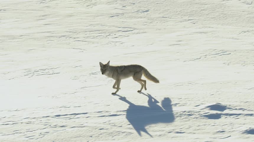 A lone coyote walks gracefully across a vast, sunlit expanse of untouched snow in slow motion