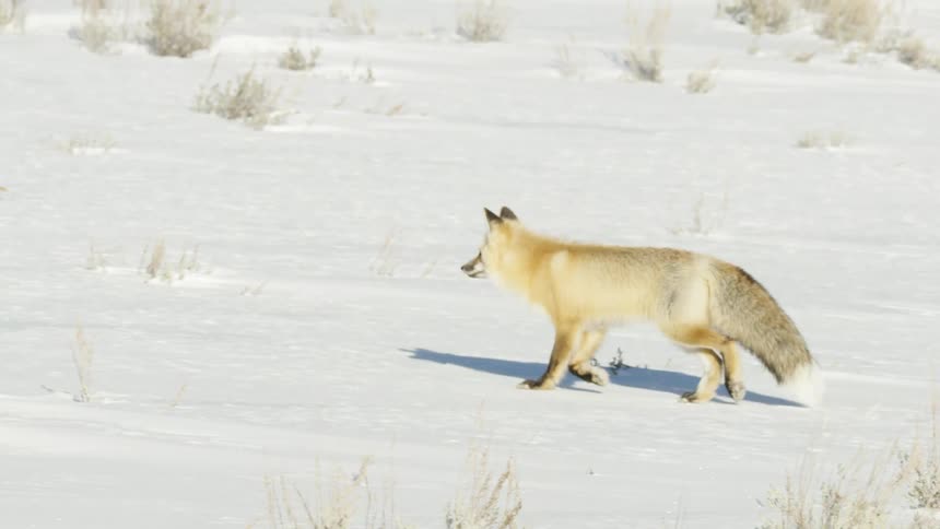 Slow motion side view of a red fox walking through a bright, snow-covered landscape