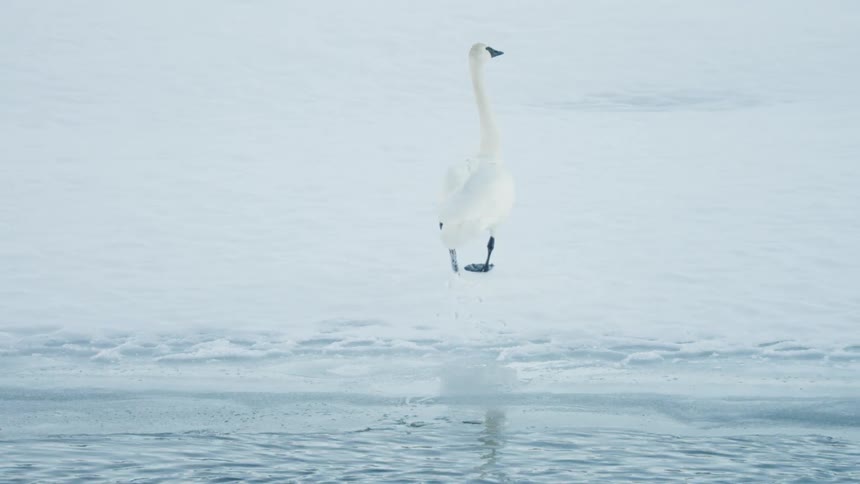 A lone white swan walks in slow motion across the snow-covered ice of a frozen lake
