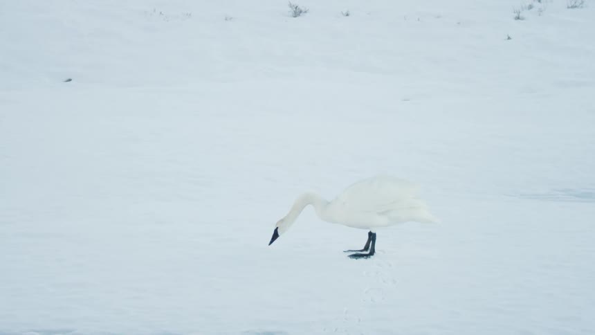 A beautiful white swan calls out while standing on a desolate, snow-covered frozen lake