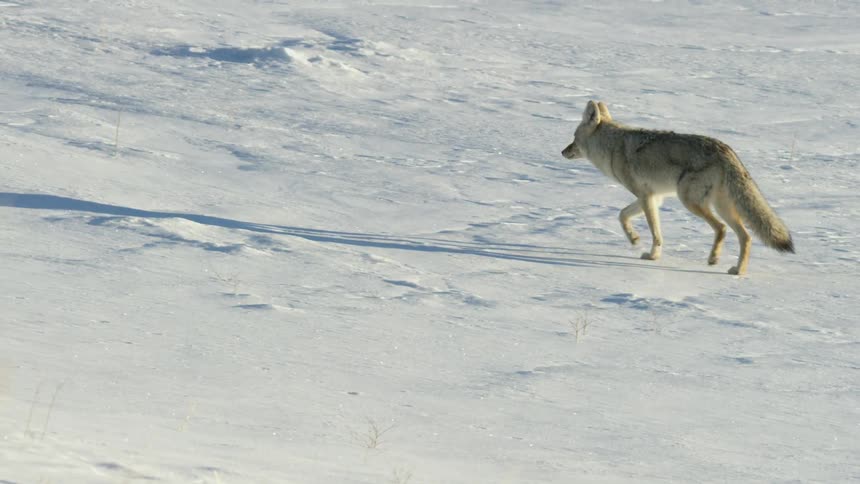 A beautiful coyote makes its way across a deep, snowy landscape in stunning slow motion