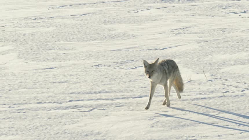 A solitary coyote walks gracefully through a vast, snow-covered landscape in a slow-motion tracking shot