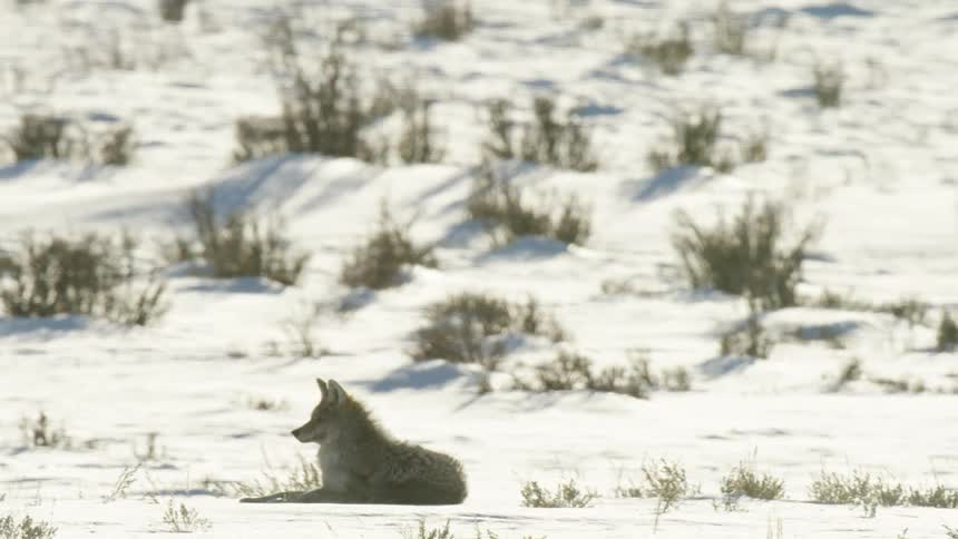 A wild coyote rests in a vast, sun-drenched, snowy landscape on a bright winter day