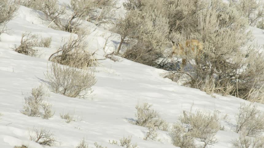 A beautiful red fox cautiously moves through a snowy, brush-covered hillside in slow motion