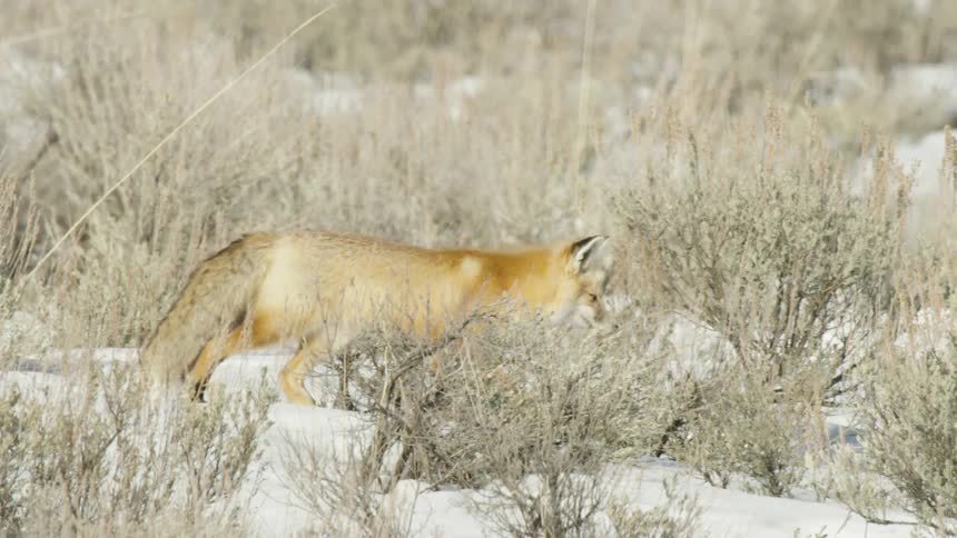 A beautiful red fox cautiously walks through the snow and sagebrush in slow motion