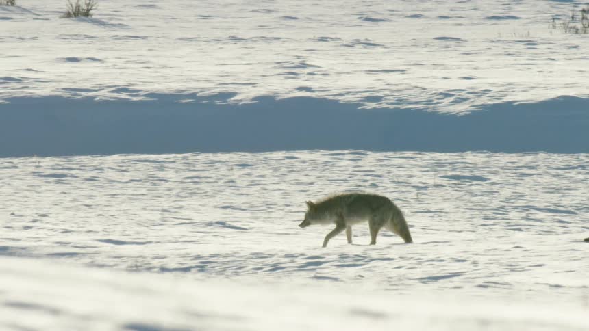 A wild coyote walks through a vast, snowy landscape in slow motion before disappearing behind a hill