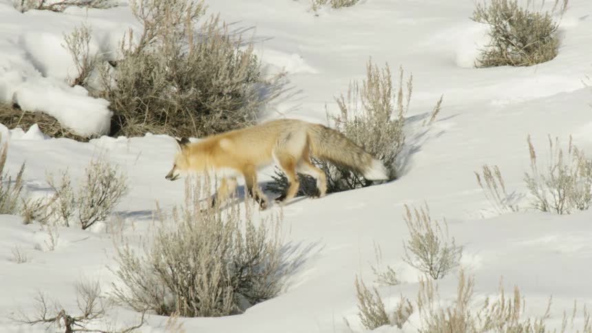 Slow motion shot of a beautiful red fox cautiously walking through deep snow on a bright, sunny winter day
