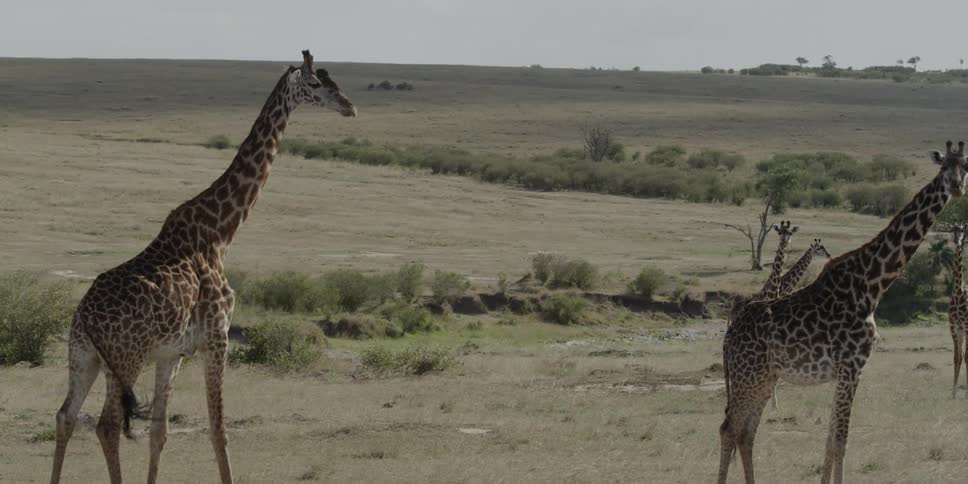 A giraffe approaching other giraffes