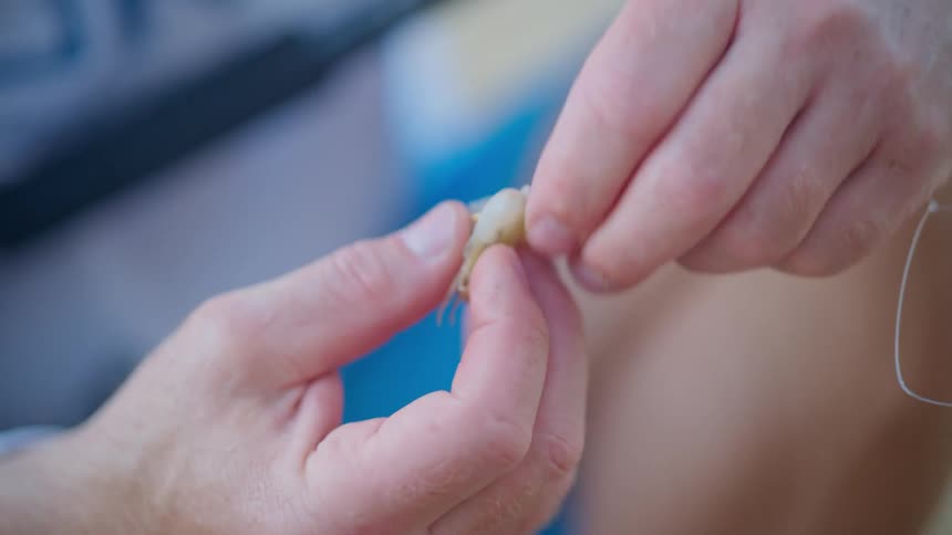 Close up of a fisherman carefully putting shrimp bait on a hook in slow motion