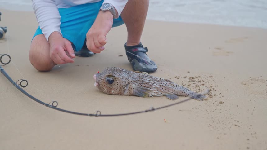A fisherman carefully removes the hook from a pufferfish he caught while surf fishing on a sandy beach